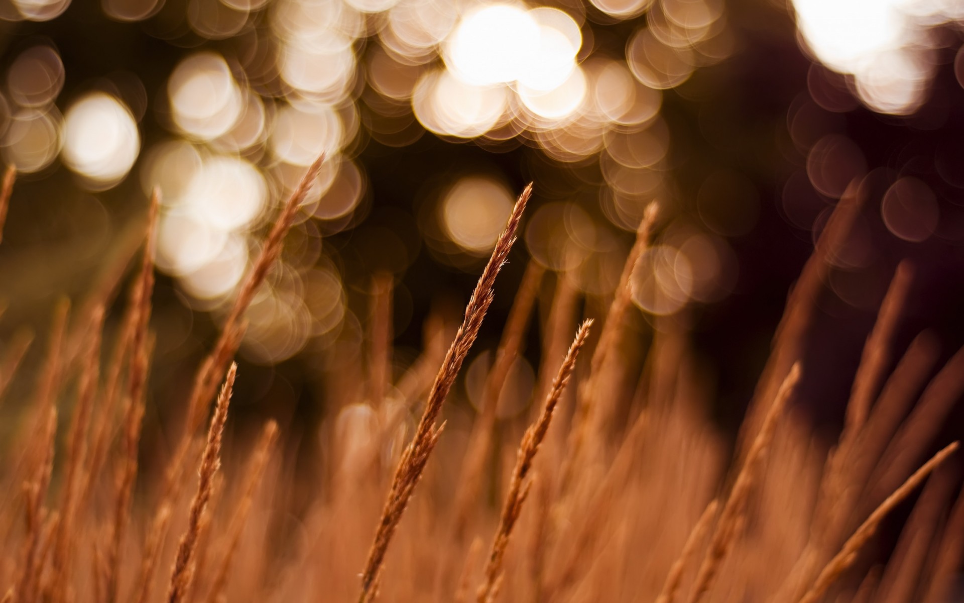 plants following night