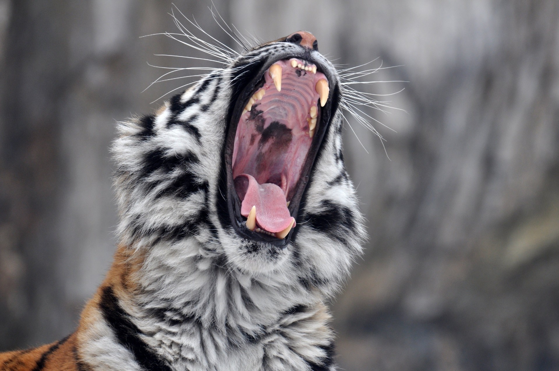 amur tiger tiger mouth fangs wild cat yawn