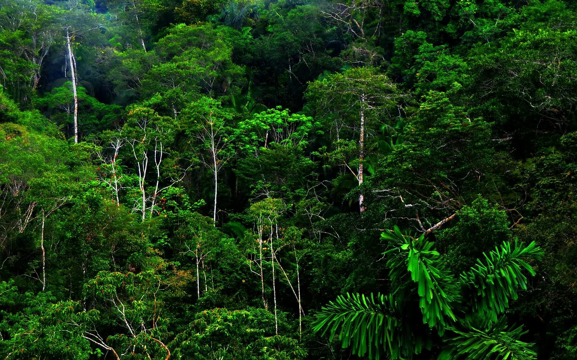 selva trópicos bosque