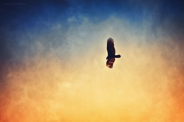 A bird soars alone in the sky