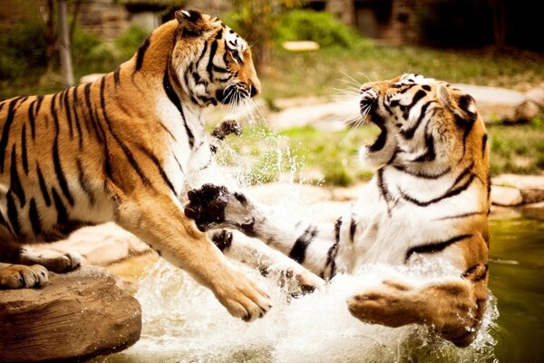 Lutte contre les tigres dans la nature