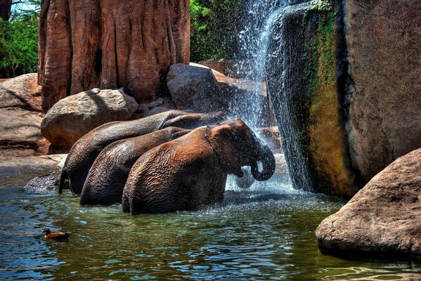 Elephants take a shower on the rocks