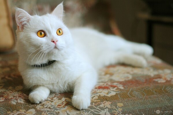 Biały kot z pomarańczowymi oczami
