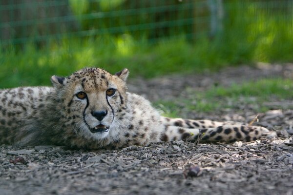 Wildkatze-Hypard liegt