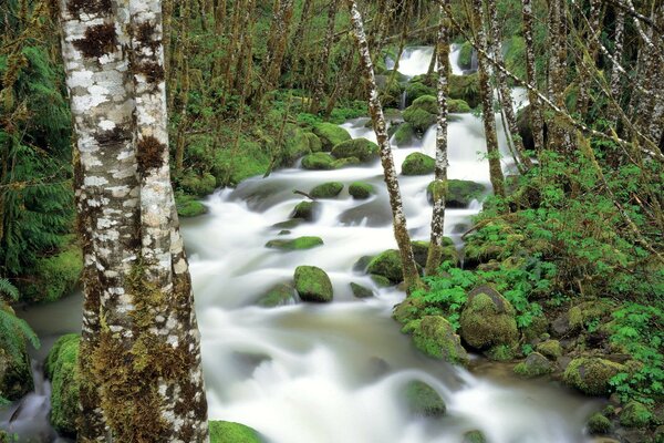 Stormy forest river near the birches