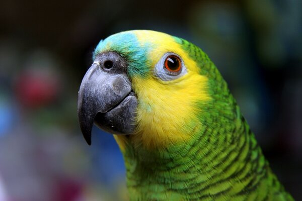 A parrot with green feathers and beautiful eyes