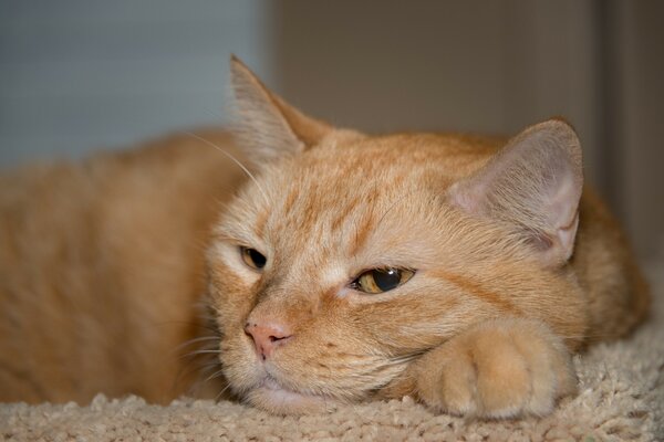 Relajación felina. Gato rojo