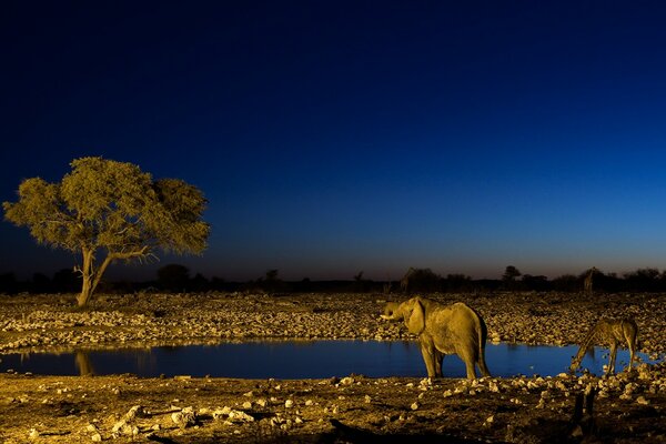 Elephant and giraffe at a watering hole at night in Africa