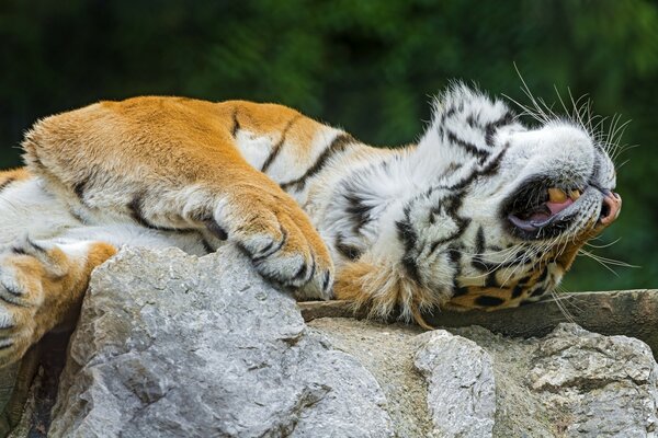 Амурский тигр на камне