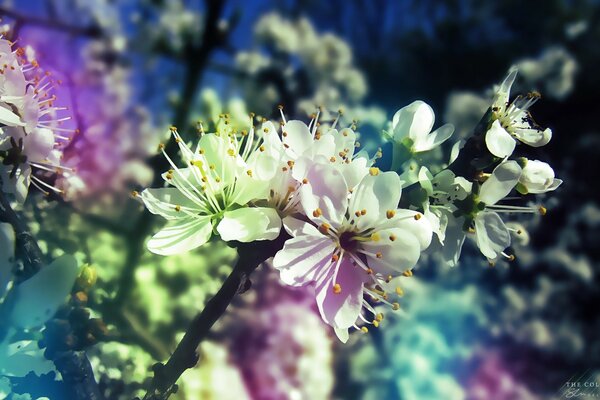 Cherry blossoms in different colors