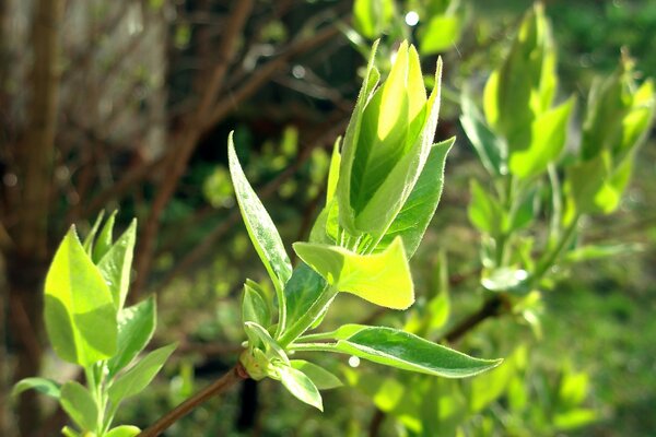 The budding green leaves of the tree