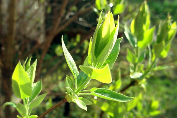 Hojas verdes florecientes del árbol