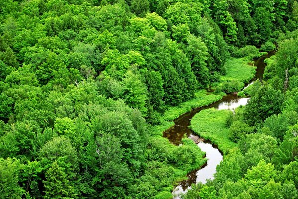 Im grünen Wald fließt ein Fluss