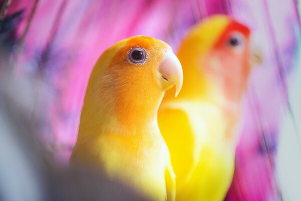 Perroquets jaunes. Deux oiseaux