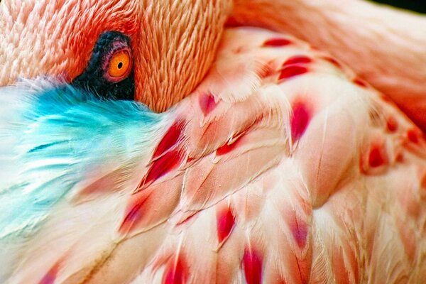 Różowy ptak. Pióra flamingów