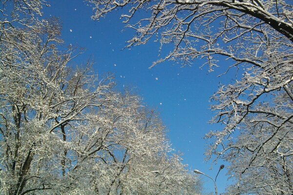 Árboles en la nieve por la mañana helada