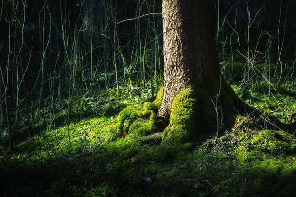 A tree with moss in a dark forest