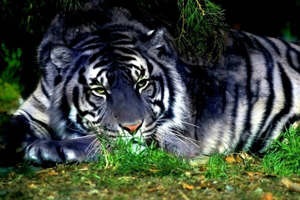 Biały Tygrys leżący na trawie