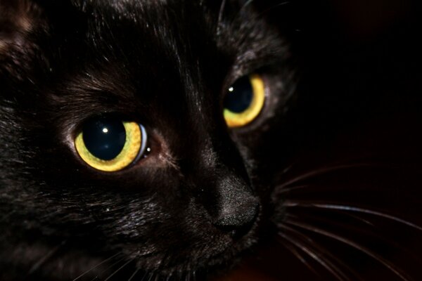 La mirada del gato negro es fascinante