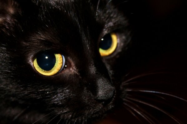 Le regard du chat noir est fascinant