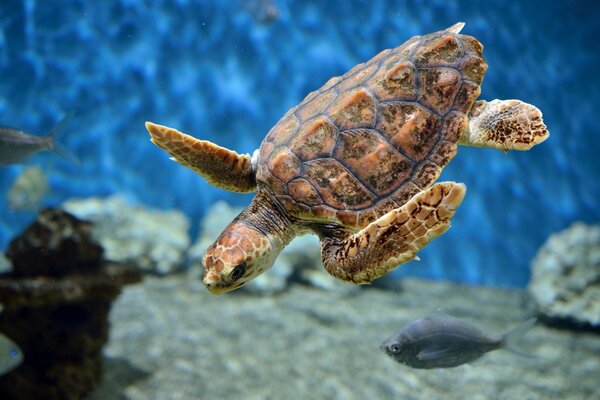 Underwater sea turtle in the aquarium