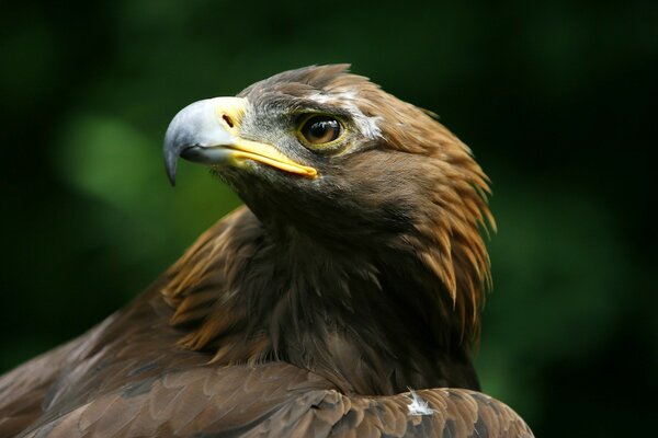 A bird of prey golden eagle with a large beak