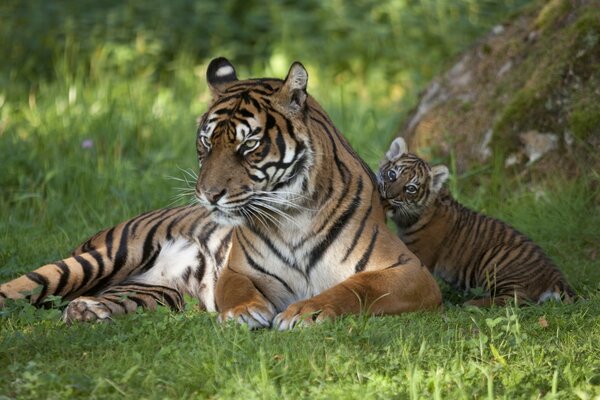 Eine Tigerin und ein Kleinkind ruhen sich im Schatten eines Baumes aus