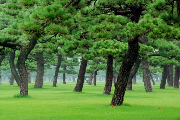 Foresta di alberi danzanti di Kaliningrad