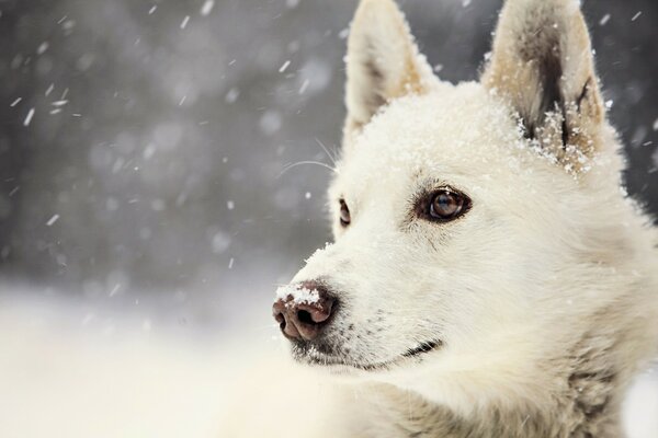 The dog looks at the falling snow