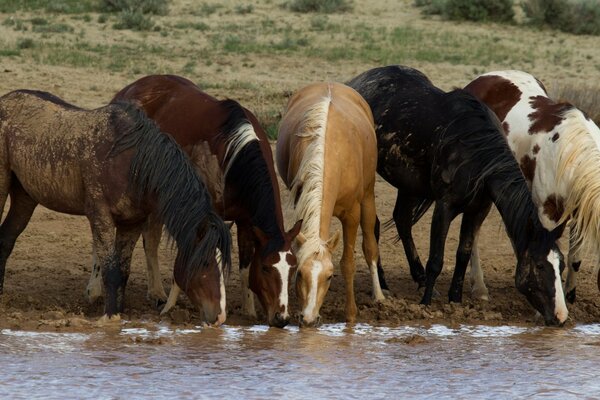 Abreuvoir des chevaux dans un champ