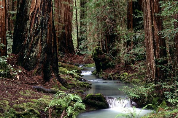 Mountain river in the middle of the forest