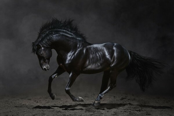 Beau cheval noir sur fond sombre