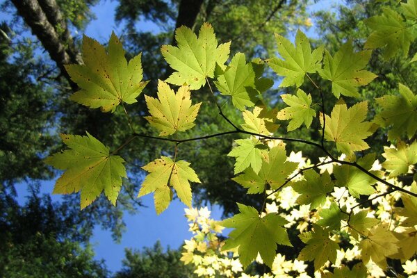 Maple leaves on a blue sky background