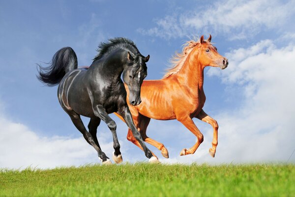 Dos caballos en el campo