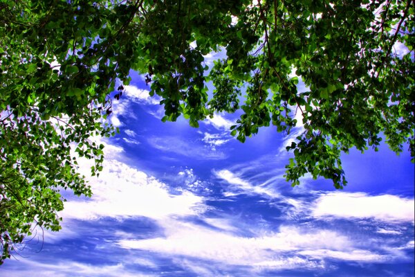 Hojas verdes del árbol contra el cielo azul