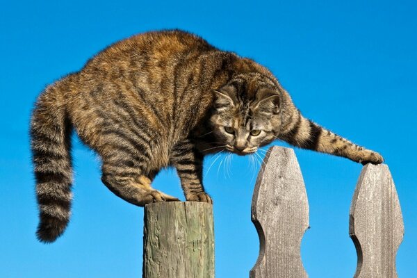 A cat in a dangerous situation on the fence