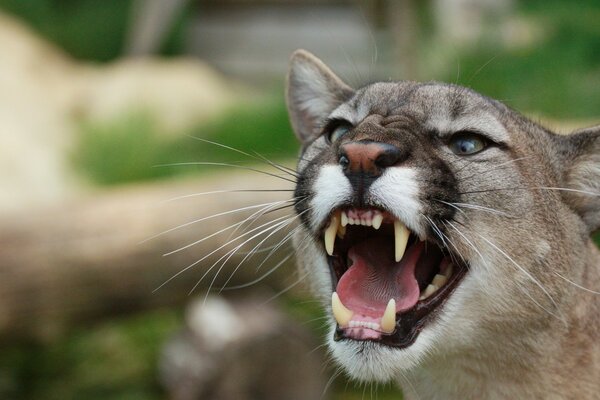 A big wild cat shows its fangs