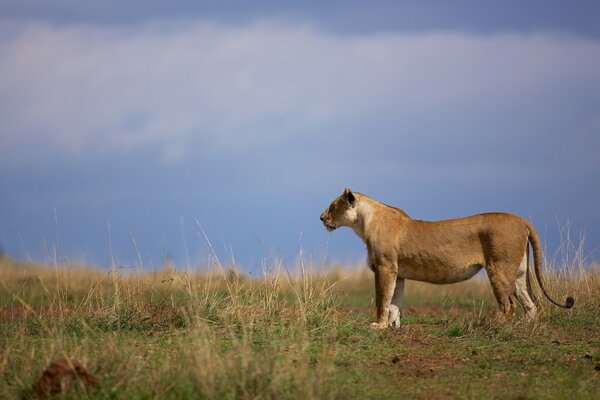 Gatto selvatico in posa nella savana