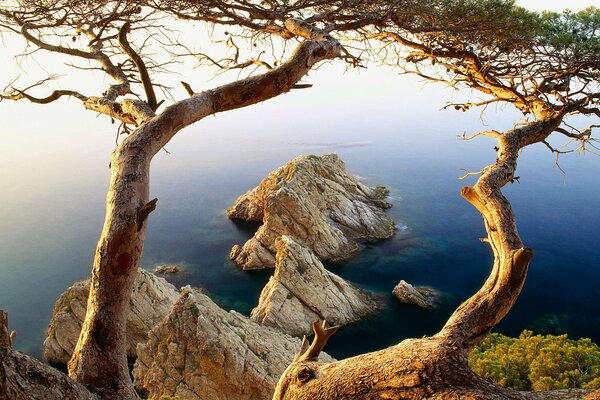 Des troncs d arbres se courbent au-dessus de la mer et des rochers