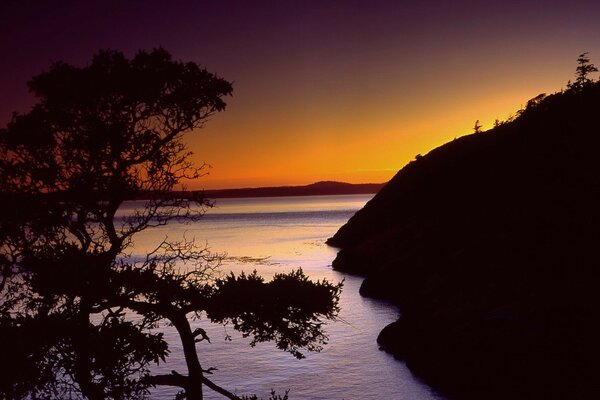 A tree by the sea at sunset