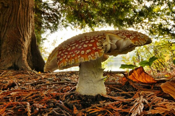 Fly agaric grows in the autumn forest