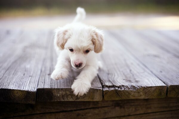 Simpatico cucciolo di cane che gioca