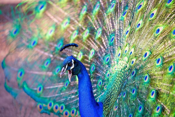 Hermoso pavo real con cola suelta