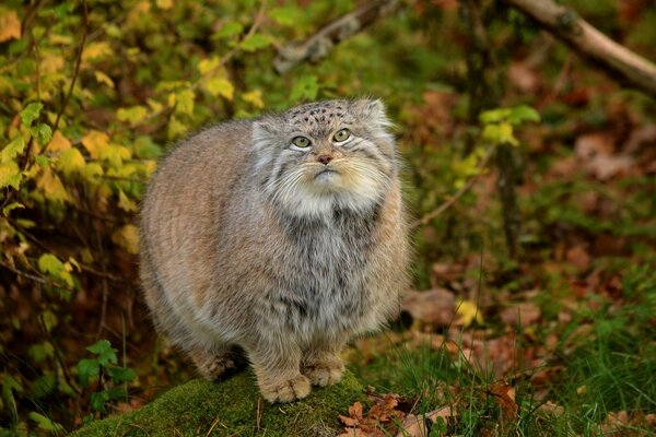 Predator manul with green eyes in nature