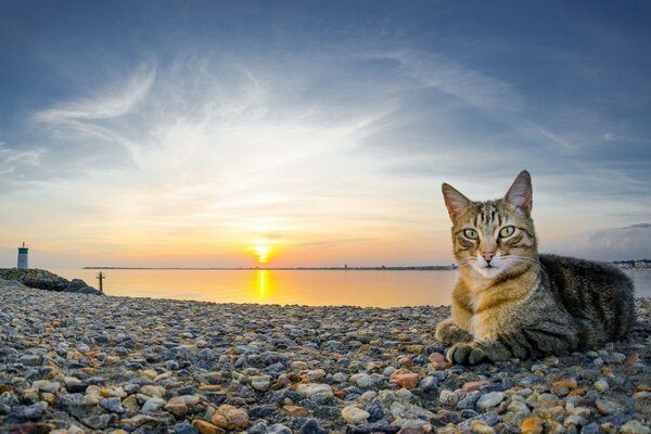 Gatto sulle rocce vicino al mare al tramonto