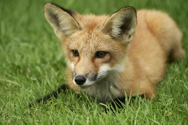 Ein roter Fuchs, der auf einer Wiese liegt