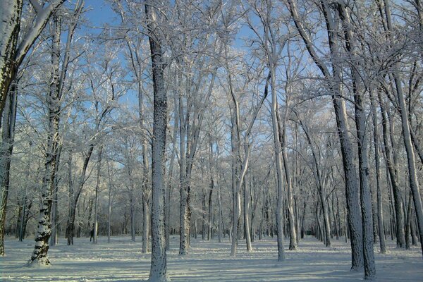 Bosque nevado de invierno a veces