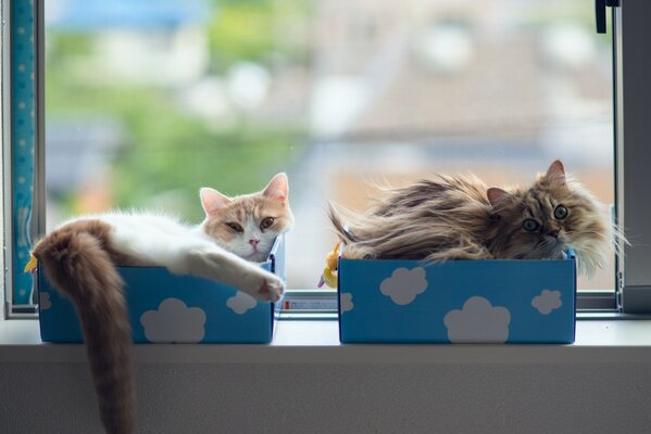Chats sur la fenêtre. Boîtes sur le rebord de la fenêtre