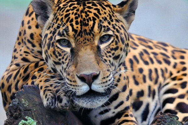 Jaguar lying on its paw looks into the distance