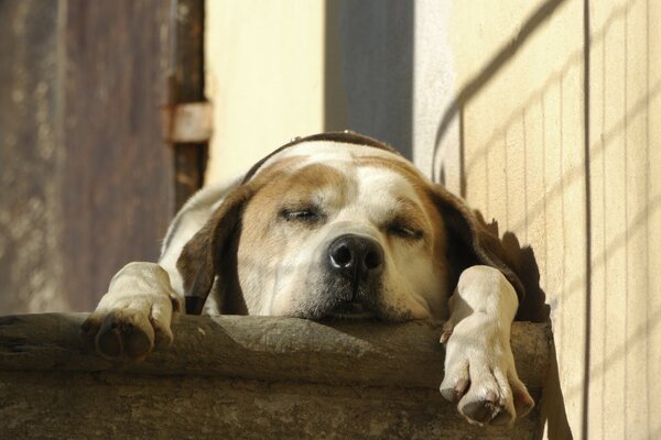 Sleeping dog with big ears